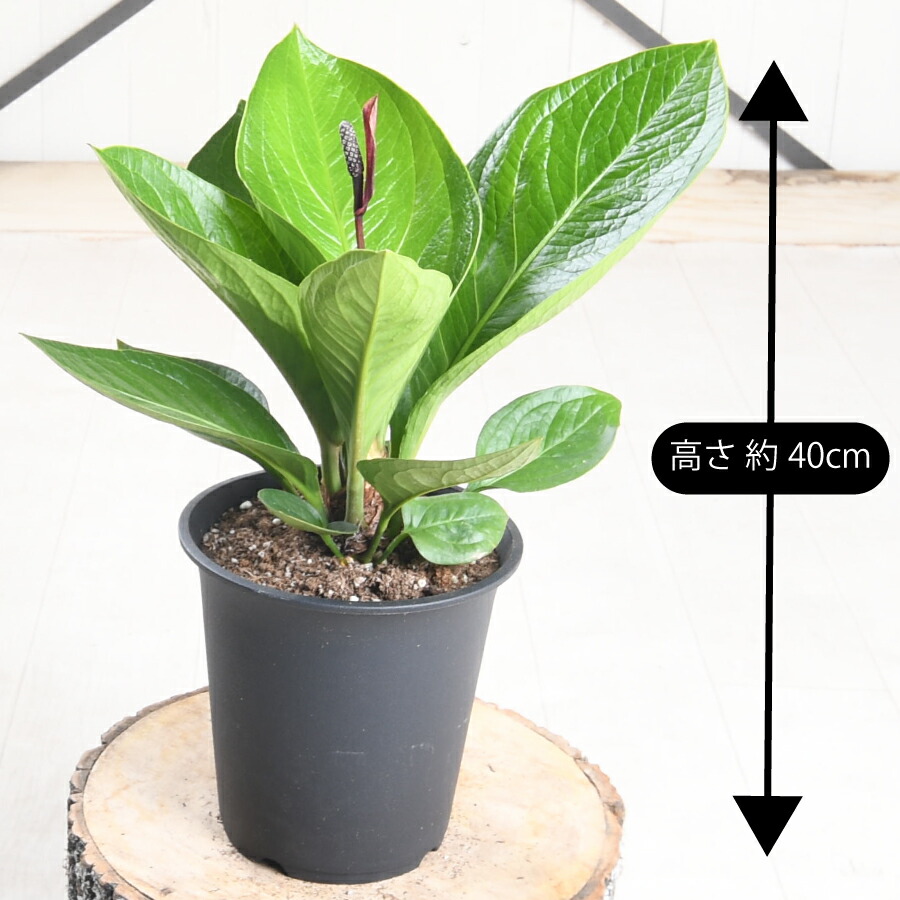 楽天市場】観葉植物 アンスリウム ジェンマニー 5号 鉢植え ジェンマニ