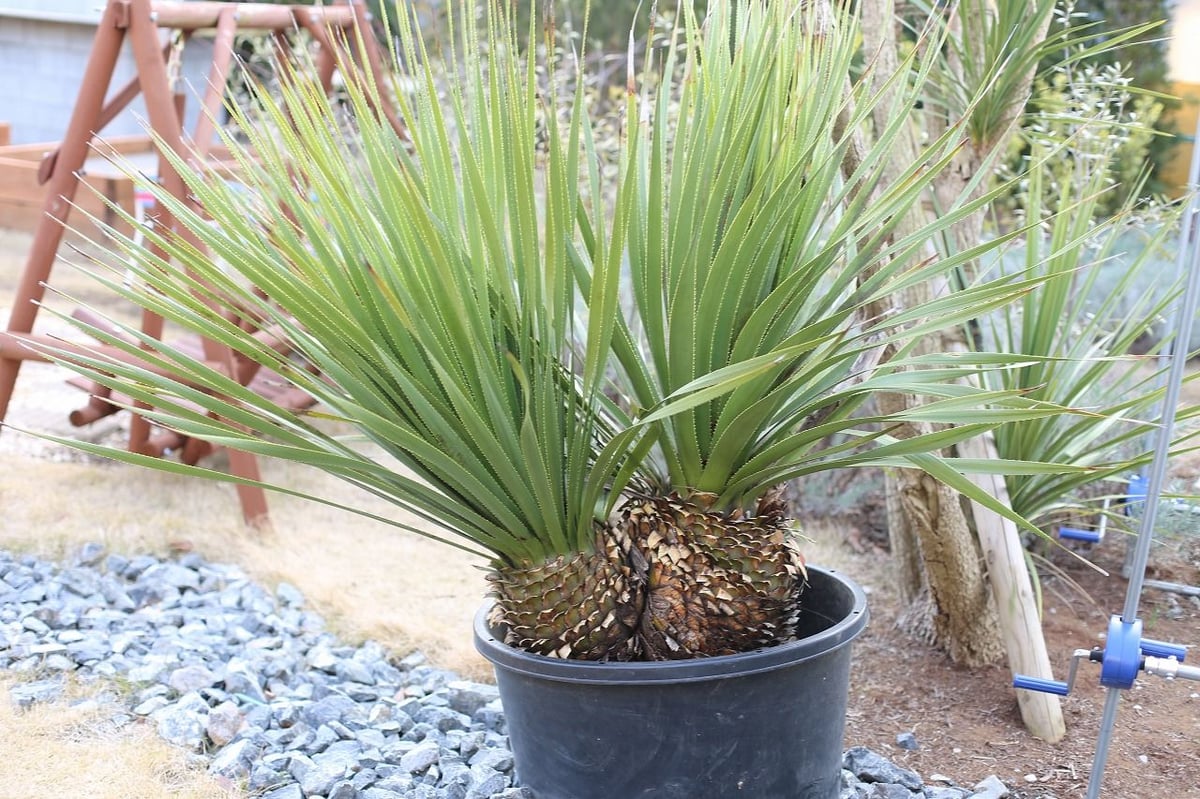 ダシリリオン ウィーレリー | mana's farm:塊根植物・アガベ・ドライ