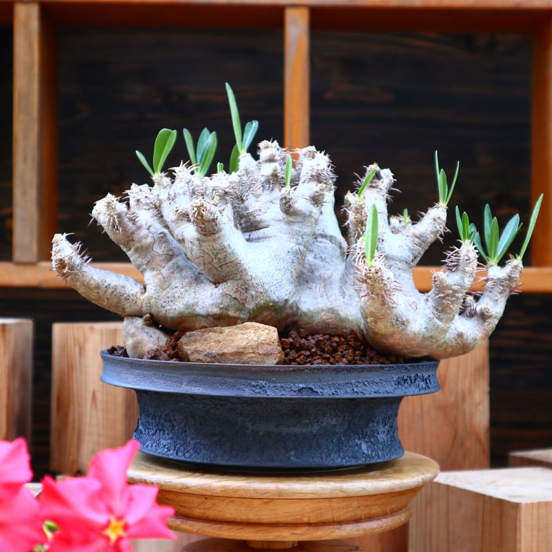 パキポディウム ブレビカリックス／Pachypodium densiflorum var. b