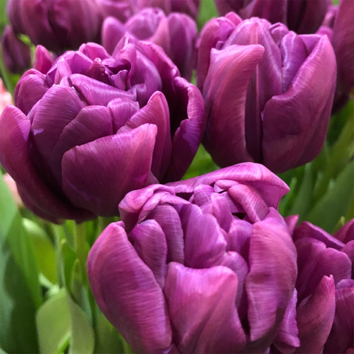 アイスチューリップ パープルスカイ｜種（タネ）,球根,苗,資材