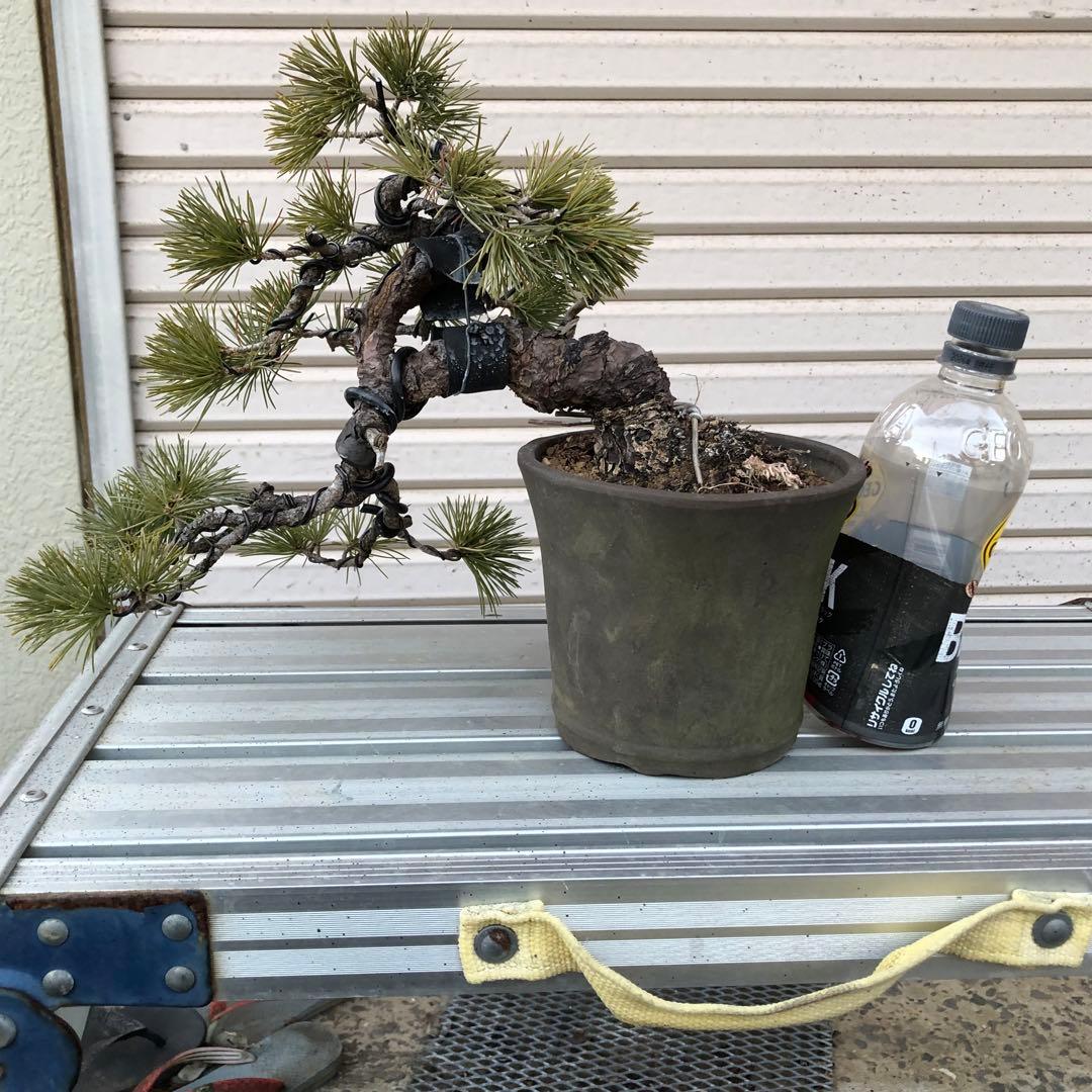 吾妻五葉松盆栽　小品 盆栽 吾妻五葉松『大巓性』小品盆栽 根上り樹形 【泰寿園 Online